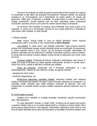 Termenul de virulenţă se referă la gradul de severitate al bolii cauzate de o tulpină
în comparaţie cu alte tulpini ale aceluiaşi microorganism. Adesea virulenţa sau absenţa
acesteia la un microorganism pot fi dependente de porţini extrem de reduse ale
genomului. Altfel spus, o atenuare a virulenţei se poate obţine în unele cazuri printr-o
mutaţie punctiformă. Aceste aspecte sunt de mare importanţă pentru prepararea
vaccinurilor specifice precum şi din punct de vedere epidemiologic şi terapeutic.
Un alt factor viral important îl constituie doza infectantă care uneori joacă un rol
important, în sensul că o concentraţie ridicată de virus poate determina o îmbolnăvire
chiar atunci când virulenţa nu este ridicată.
 Efectul citopatic
Multe virusuri distrug celula în care se replică generând uneori aspecte
caracteristice atât in vivo cât şi in vitro, desemnate ca efect citopatic.
Liza celulară. În unele cazuri, sub influenţa proteinelor virale precoce (enzime)
sinteza unor componente celulare poate fi afectată (oprită sau modificată). De asemenea,
în cursul replicării active a unor virusuri, se pot produce acumulări intracelulare de
proteine capsidale care pot determina o inhibiţie a biosintezei proteice virale şi celulare.
În consecinţă se produce moartea celulară urmată de liză cu eliberarea unui număr mare
de virioni.
Fuziunea celulară. Proteinele de fuziune implicate în pătrunderea unor virusuri în
celulă pot cauza şi formarea de celule gigante multinucleate (sinciţii). În aceste cazuri,
virionii trec de la o celulă la alta fără a necesita liza celulară.
Corpii de incluziune. Incluziunile pot fi localizate intranuclear şi / sau
intracitoplasmatic. Natura lor este diferită în funcţie de agentul infectant :
- agregate de virioni maturi
- modificări degenerative, etc.
Modificarea antigenelor suprafeţei celulare. Inducerea sintezei unor antigene
celulare modificate este valabilă mai ales în cazul virusurilor eliberate prin înmugurire. La
suprafaţa celulei infectate apar astfel antigene codificate de genomul viral care
funcţionează ca veritabili markeri şi expun celulele respective atacului sistemului imun al
gazdei.
B. Factori legaţi de gazdă
Celulele pot fi infectate cu condiţia existenţei receptorilor specifici membranari
(vezi "Internalizarea").
În cazul pătrunderii virusului în celula "ţintă", el trebuie să se replice activ pentru
a produce infecţia, fapt ce nu se poate realiza decât cu condiţia ca mediul celular intern
să fie propice iniţierii primului ciclu replicativ. Elementele implicate la acest nivel nu sunt
încă pe deplin elucidate dar se pare că temperatura şi activităţile biochimice celulare sunt
 