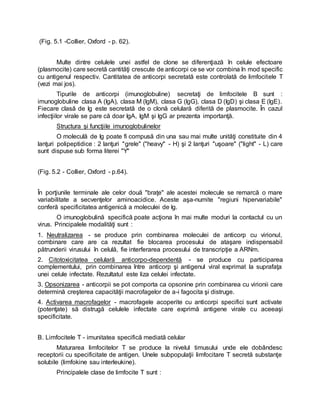 (Fig. 5.1 -Collier, Oxford - p. 62).
Multe dintre celulele unei astfel de clone se diferenţiază în celule efectoare
(plasmocite) care secretă cantităţi crescute de anticorpi ce se vor combina în mod specific
cu antigenul respectiv. Cantitatea de anticorpi secretată este controlată de limfocitele T
(vezi mai jos).
Tipurile de anticorpi (imunoglobuline) secretaţi de limfocitele B sunt :
imunoglobuline clasa A (IgA), clasa M (IgM), clasa G (IgG), clasa D (IgD) şi clasa E (IgE).
Fiecare clasă de Ig este secretată de o clonă celulară diferită de plasmocite. În cazul
infecţiilor virale se pare că doar IgA, IgM şi IgG ar prezenta importanţă.
Structura şi funcţiile imunoglobulinelor
O moleculă de Ig poate fi compusă din una sau mai multe unităţi constituite din 4
lanţuri polipeptidice : 2 lanţuri "grele" ("heavy" - H) şi 2 lanţuri "uşoare" ("light" - L) care
sunt dispuse sub forma literei "Y"
(Fig. 5.2 - Collier, Oxford - p.64).
În porţiunile terminale ale celor două "braţe" ale acestei molecule se remarcă o mare
variabilitate a secvenţelor aminoacidice. Aceste aşa-numite "regiuni hipervariabile"
conferă specificitatea antigenică a moleculei de Ig.
O imunoglobulină specifică poate acţiona în mai multe moduri la contactul cu un
virus. Principalele modalităţi sunt :
1. Neutralizarea - se produce prin combinarea moleculei de anticorp cu virionul,
combinare care are ca rezultat fie blocarea procesului de ataşare indispensabil
pătrunderii virusului în celulă, fie interferarea procesului de transcripţie a ARNm.
2. Citotoxicitatea celulară anticorpo-dependentă - se produce cu participarea
complementului, prin combinarea între anticorp şi antigenul viral exprimat la suprafaţa
unei celule infectate. Rezultatul este liza celulei infectate.
3. Opsonizarea - anticorpii se pot comporta ca opsonine prin combinarea cu virionii care
determină creşterea capacităţii macrofagelor de a-i fagocita şi distruge.
4. Activarea macrofagelor - macrofagele acoperite cu anticorpi specifici sunt activate
(potenţate) să distrugă celulele infectate care exprimă antigene virale cu aceeaşi
specificitate.
B. Limfocitele T - imunitatea specifică mediată celular
Maturarea limfocitelor T se produce la nivelul timusului unde ele dobândesc
receptorii cu specificitate de antigen. Unele subpopulaţii limfocitare T secretă substanţe
solubile (limfokine sau interleukine).
Principalele clase de limfocite T sunt :
 