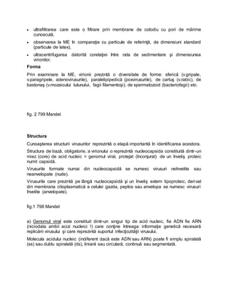  ultrafiltrarea care este o filtrare prin membrane de colodiu cu pori de mărime
cunoscută,
 observarea la ME în comparaţie cu particule de referinţă, de dimensiuni standard
(particule de latex),
 ultracentrifugarea datorită corelaţiei între rata de sedimentare şi dimensiunea
virionilor.
Forma
Prin examinare la ME, virionii prezintă o diversitate de forme: sferică (v.gripale,
v.paragripele, adenovirusurile), paralelipipedică (poxvirusurile), de cartuş (v.rabic), de
bastonaş (v.mozaicului tutunului, fagii filamentoşi), de spermatozoid (bacteriofagii) etc.
fig. 2 799 Mandel
Structura
Cunoaşterea structurii virusurilor reprezintă o etapă importantă în identificarea acestora.
Structura de bază, obligatorie, a virionului o reprezintă nucleocapsida constituită dintr-un
miez (core) de acid nucleic = genomul viral, protejat (înconjurat) de un înveliş proteic
numit capsidă.
Virusurile formate numai din nucleocapsidă se numesc virusuri neînvelite sau
neanvelopate (nude).
Virusurile care prezintă pe lângă nucleocapsidă şi un înveliş extern lipoproteic, derivat
din membrana citoplasmatică a celulei gazda, peplos sau anvelopa se numesc virusuri
învelite (anvelopate).
fig.1 798 Mandel
a) Genomul viral este constituit dintr-un singur tip de acid nucleic, fie ADN fie ARN
(niciodata ambii acizi nucleici !) care conţine întreaga informaţie genetică necesară
replicării virusului şi care reprezintă suportul infecţiozităţii virusului.
Molecula acidului nucleic (indiferent dacă este ADN sau ARN) poate fi simplu spiralată
(ss) sau dublu spiralată (ds), liniară sau circulară, continuă sau segmentată.
 