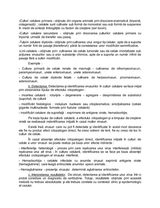 -Culturi celulare primare - obţinute din organe animale prin disociere enzimatică (tripsină,
colagenază) ; celulele sunt cultivate sub formă de monostrat sau sub formă de suspensie
în medii de sinteză îmbogăţite cu factori de creştere (ser bovin).
-Culturi celulare secundare - obţinute prin disocierea culturilor celulare primare cu
tripsină, urmată de transfer sau pasaj.
-Tulpini celulare diploide - obţinute prin cultivarea unui singur tip celular, apte de a suporta
un număr finit de pasaje (transferuri) până la constatarea unor modificări semnificative.
-Linii celulare - obţinute prin cultivarea de celule tumorale sau de celule imortalizate sub
acţiunea virusurilor sau a unor substanţe chimice, apte de a suporta un număr infinit de
pasaje fără a suferi modificări.
Exemple :
- Cultura primară de celule renale de maimuţă - cultivarea de othomyxovirusuri,
paramyxovirusuri, unele enterovirusuri, unele adenovirusuri.
- Cultura de celule diploide fetale - cultivare de herpesvirusuri, picornavirusuri,
adenovirusuri.
b. Detectarea. Detectarea şi identificarea virusurilor în culturi celulare se face iniţial
prin observarea tipului de efectului citopatogen :
- moartea celulară : rotunjire - degenerare - agregare - desprinderea de substratul
(suportul) de cultură
- modificări histologice : incluziuni nucleare sau citoplasmatice, sinciţializarea (celule
gigante multinucleate formate prin fuziune celulară)
- modificări celulare de suprafaţă : exprimare de antigene virale, hemadsorbţie.
Pe baza tipului de cultură celulară, a efectului citopatogen şi a timpului de creştere
virală se realizează indentificarea iniţială în cazul multor virusuri.
Există însă virusuri care nu pot fi detectate şi identificate în acest mod deoarece
ele fie nu produc efect citopatogen direct, fie cresc extrem de lent, fie nu cresc de loc în
culturi de celule.
În cazul absenţei efectului citopatogen direct, identificarea iniţială în culturi de
celule a unor virusuri se poate realiza pe baza unor efecte indirecte :
- Interferenţa heterologă - proces prin care replicarea unui virus interferează (inhibă)
replicarea unui alt virus ; în cultura celulară, identificarea se va face pe baza absenţei
efectului ciotopatogen al virusului interferat.
- Hemadsorbţia - celulele infectate cu anumite virusuri exprimă antigene virale
(hemaglutinine) care leagă eritrocitele anumitor specii animale.
- Hemaglutinarea - prezenţa virusului determină aglutinarea eritrocitelor.
c. Interpretarea rezultatelor. De obicei, detectarea şi identificarea unui virus într-o
probă constituie un diagnostic de certitudine. Totuşi, rezultatele obţinute prin această
metodă nu trebuie absolutizate şi ele trebuie corelate cu contextul clinic şi epidemiologic
al cazului.
 