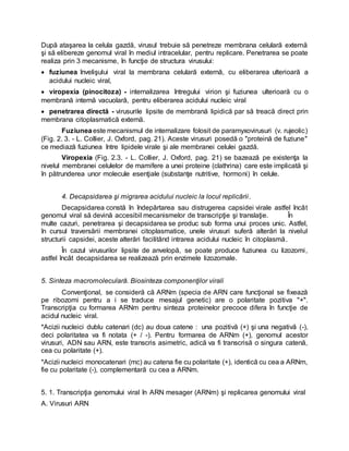 După ataşarea la celula gazdă, virusul trebuie să penetreze membrana celulară externă
şi să elibereze genomul viral în mediul intracelular, pentru replicare. Penetrarea se poate
realiza prin 3 mecanisme, în funcţie de structura virusului:
 fuziunea învelişului viral la membrana celulară externă, cu eliberarea ulterioară a
acidului nucleic viral,
 viropexia (pinocitoza) - internalizarea întregului virion şi fuziunea ulterioară cu o
membrană internă vacuolară, pentru eliberarea acidului nucleic viral
 penetrarea directă - virusurile lipsite de membrană lipidică par să treacă direct prin
membrana citoplasmatică externă.
Fuziuneaeste mecanismul de internalizare folosit de paramyxovirusuri (v. rujeolic)
(Fig. 2. 3. - L. Collier, J. Oxford, pag. 21). Aceste virusuri posedă o "proteină de fuziune"
ce mediază fuziunea între lipidele virale şi ale membranei celulei gazdă.
Viropexia (Fig. 2.3. - L. Collier, J. Oxford, pag. 21) se bazează pe existenţa la
nivelul membranei celulelor de mamifere a unei proteine (clathrina) care este implicată şi
în pătrunderea unor molecule esenţiale (substanţe nutritive, hormoni) în celule.
4. Decapsidarea şi migrarea acidului nucleic la locul replicării.
Decapsidarea constă în îndepărtarea sau distrugerea capsidei virale astfel încât
genomul viral să devină accesibil mecanismelor de transcripţie şi translaţie. În
multe cazuri, penetrarea şi decapsidarea se produc sub forma unui proces unic. Astfel,
în cursul traversării membranei citoplasmatice, unele virusuri suferă alterări la nivelul
structurii capsidei, aceste alterări facilitând intrarea acidului nucleic în citoplasmă.
În cazul virusurilor lipsite de anvelopă, se poate produce fuziunea cu lizozomi,
astfel încât decapsidarea se realizează prin enzimele lizozomale.
5. Sinteza macromoleculară. Biosinteza componenţilor virali
Convenţional, se consideră că ARNm (specia de ARN care funcţional se fixează
pe ribozomi pentru a i se traduce mesajul genetic) are o polaritate pozitiva "+".
Transcripţia cu formarea ARNm pentru sinteza proteinelor precoce difera în funcţie de
acidul nucleic viral.
*Acizii nucleici dublu catenari (dc) au doua catene : una pozitivă (+) şi una negativă (-),
deci polaritatea va fi notata (+ / -). Pentru formarea de ARNm (+), genomul acestor
virusuri, ADN sau ARN, este transcris asimetric, adică va fi transcrisă o singura catenă,
cea cu polaritate (+).
*Acizii nucleici monocatenari (mc) au catena fie cu polaritate (+), identică cu cea a ARNm,
fie cu polaritate (-), complementară cu cea a ARNm.
5. 1. Transcripţia genomului viral în ARN mesager (ARNm) şi replicarea genomului viral
A. Virusuri ARN
 