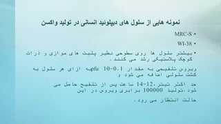 ‫واکسن‬ ‫تولید‬ ‫در‬ ‫انسانی‬ ‫دیپلوئید‬ ‫های‬ ‫سلول‬ ‫از‬ ‫هایی‬ ‫نمونه‬
•MRC-S
•WI-38
•‫بیشتر‬‫ذرات‬ ‫و‬ ‫موازی‬ ‫های‬ ‫پلیت‬ ‫نظیر‬ ‫سطوحی‬ ‫روی‬ ‫ها‬ ‫سلول‬
‫کنند‬ ‫می‬ ‫رشد‬ ‫پالستیکی‬ ‫کوچک‬.
‫مقدار‬ ‫به‬ ‫تلقیحی‬ ‫ویروس‬0.1-10pfu‫به‬ ‫سلول‬ ‫هر‬ ‫ازای‬ ‫به‬
‫و‬ ‫شود‬ ‫می‬ ‫اضافه‬ ‫سلولی‬ ‫کشت‬
،‫تیتر‬ ‫اکثر‬ ‫حد‬12-14‫می‬ ‫حاصل‬ ‫تلقیح‬ ‫از‬ ‫پس‬ ‫ساعت‬
‫شود‬.‫تولیذ‬100000‫در‬ ‫ویروس‬ ‫برابری‬‫این‬
‫رود‬ ‫می‬ ‫انتظار‬ ‫حالت‬.
 