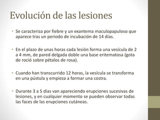 Evolución de las lesiones
• Se caracteriza por fiebre y un exantema maculopapuloso que
aparece tras un periodo de incubación de 14 días.
• En el plazo de unas horas cada lesión forma una vesícula de 2
a 4 mm, de pared delgada doble una base eritematosa (gota
de roció sobre pétalos de rosa).
• Cuando han transcurrido 12 horas, la vesícula se transforma
en una pústula y empieza a formar una costra.
• Durante 3 a 5 días van apareciendo erupciones sucesivas de
lesiones, y en cualquier momento se pueden observar todas
las faces de las erupciones cutáneas.
 