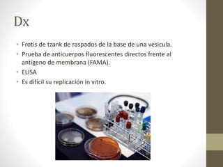 Dx
• Frotis de tzank de raspados de la base de una vesicula.
• Prueba de anticuerpos fluorescentes directos frente al
antígeno de membrana (FAMA).
• ELISA
• Es difícil su replicación in vitro.
 