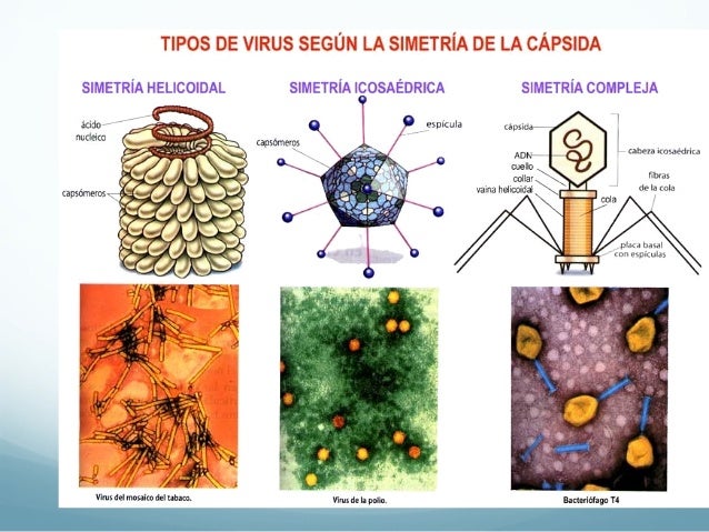Que lombrices son a la persona en el intestino de la foto