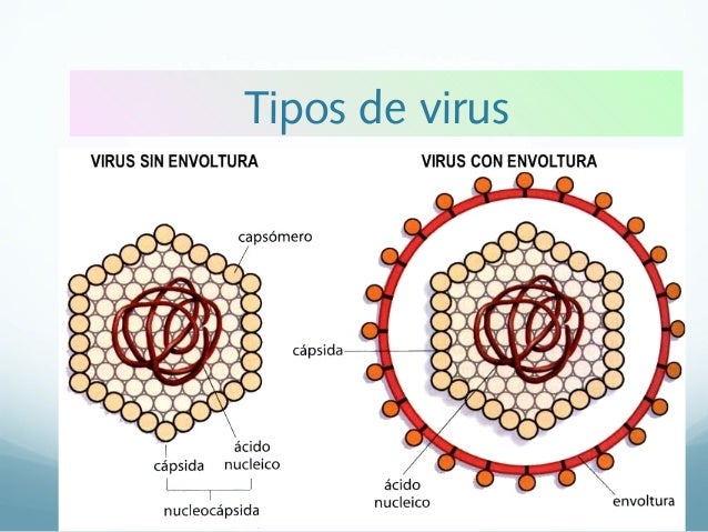 Resultado de imagen para virus con envoltura y desnudo