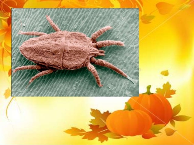 Virus yang Merugikan Tumbuhan Virus yang Merugikan Tumbuhan