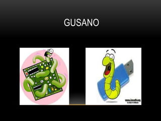 GUSANO
 