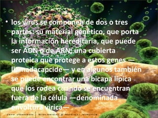 los virus se componen de dos o tres partes: su material genético, que porta la información hereditaria, que puede ser ADN o de ARN; una cubierta proteica que protege a estos genes —llamadacapcide— y en algunos también se puede encontrar una bicapa lipica que los rodea cuando se encuentran fuera de la célula —denominada envoltura virica— 