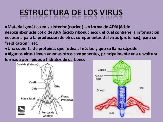 Resultado de imagen de partes virus bacteria