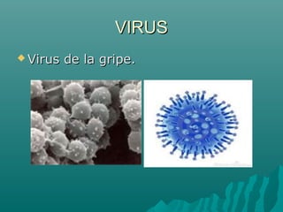 VIRUS
 Virus   de la gripe.
 