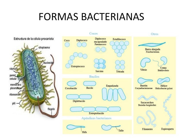 Virus y bacterias Virus y bacterias
