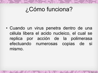 ¿Cómo funciona?
• Cuando un virus penetra dentro de una
célula libera el acido nucleico, el cual se
replica por acción de la polimerasa
efectuando numerosas copias de si
mismo.
 