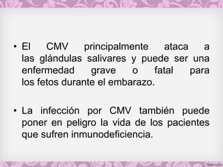 • El CMV principalmente ataca a
las glándulas salivares y puede ser una
enfermedad grave o fatal para
los fetos durante el embarazo.
• La infección por CMV también puede
poner en peligro la vida de los pacientes
que sufren inmunodeficiencia.
 