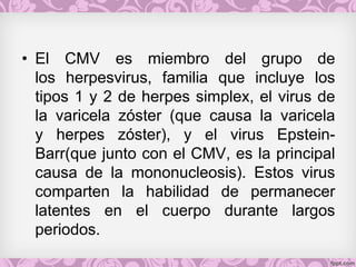 • El CMV es miembro del grupo de
los herpesvirus, familia que incluye los
tipos 1 y 2 de herpes simplex, el virus de
la varicela zóster (que causa la varicela
y herpes zóster), y el virus Epstein-
Barr(que junto con el CMV, es la principal
causa de la mononucleosis). Estos virus
comparten la habilidad de permanecer
latentes en el cuerpo durante largos
periodos.
 