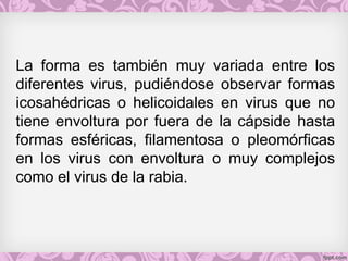 La forma es también muy variada entre los
diferentes virus, pudiéndose observar formas
icosahédricas o helicoidales en virus que no
tiene envoltura por fuera de la cápside hasta
formas esféricas, filamentosa o pleomórficas
en los virus con envoltura o muy complejos
como el virus de la rabia.
 