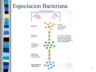 Especiacion Bacteriana
1
 