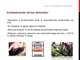 Virus Transmitidos por Alimentos
Contaminación de los alimentos:
• Exposición a contaminación fecal  potencialmente contaminado con
virus.
• En hortalizas  aguas negras no tratadas.
• Moluscos bivalvos  40 mil millones de partículas virales por ostión.
• Rotavirus, poliovirus, echovirus, son inactivados luego de 8 min. a 100 ºC.
 valores menores  riesgo
 
