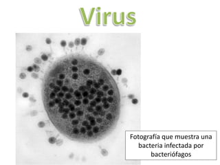 Fotografía que muestra una
bacteria infectada por
bacteriófagos
 