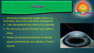  Membrana transparente (região anterior da
esclerótica, atua como uma lente convergente)
 Capa transparente que cobre a íris (colorida);
 Por ser curva, ajuda a focalizar a luz sobre a
retina.
 Abaixo da córnea encontramos um líquido
aquoso preenchendo uma câmara, o humor
aquoso.
 