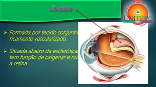  Formada por tecido conjuntivo
ricamente vascularizado.
 Situada abaixo da esclerótica,
tem função de oxigenar e nutrir
a retina
 