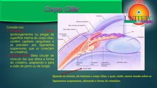 Consiste nos:
 Processos ciliares
(prolongamentos ou pregas da
superfície interna do corpo ciliar;
contém capilares sanguíneos e
se prendem aos ligamentos
suspensores, que os conectam
ao cristalino);
 Músculo ciliar (faixa circular de
músculo liso que altera a forma
do cristalino, adaptando-o para
a visão de perto ou de longe).
Quando se contrai, ele traciona o corpo ciliar, o qual, então, exerce tensão sobre os
ligamentos suspensores, alterando a forma do cristalino.
 