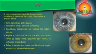 A íris é uma estrutura muscular de cor variável,
situada atrás da córnea, tem função de controlar a
entrada de luz
 Parte colorida do globo ocular;
 Localiza-se entre a córnea e o cristalino;
 Constituída, basicamente, por músculo liso radial e
circular;
 Regula a quantidade de luz que entra na câmara
vítrea do globo ocular, passando pela PUPILA, o
orifício no centro da íris;
 Reflexos autonômicos regulam o diâmetro da pupila,
em resposta à intensidade luminosa.
 