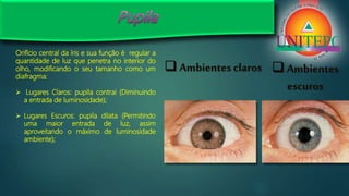 Orifício central da íris e sua função é regular a
quantidade de luz que penetra no interior do
olho, modificando o seu tamanho como um
diafragma:
 Lugares Claros: pupila contrai (Diminuindo
a entrada de luminosidade);
 Lugares Escuros: pupila dilata (Permitindo
uma maior entrada de luz, assim
aproveitando o máximo de luminosidade
ambiente);
 Ambientes
escuros
 Ambientes claros
 