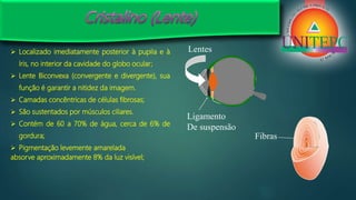  Localizado imediatamente posterior à pupila e à
íris, no interior da cavidade do globo ocular;
 Lente Biconvexa (convergente e divergente), sua
função é garantir a nitidez da imagem.
 Camadas concêntricas de células fibrosas;
 São sustentados por músculos ciliares.
 Contém de 60 a 70% de água, cerca de 6% de
gordura;
 Pigmentação levemente amarelada
absorve aproximadamente 8% da luz visível;
Lentes
Ligamento
De suspensão
Fibras
 