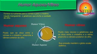 Fornece os nutrientes para a córnea e para o cristalino;
Líquido transparente e gelatinoso que enche a cavidade
do olho.
Humor aquoso
Fluido que se situa entre a
córnea e o cristalino, preenche a
câmara anterior do olho.
Humor vítreo
Fluido mais viscoso e gelatinoso que
se situa entre o cristalino e a retina,
preenche a câmara posterior do olho.
Sua pressão mantém o globo ocular
esférico.
Humor Vítreo
Humor Aquoso
 