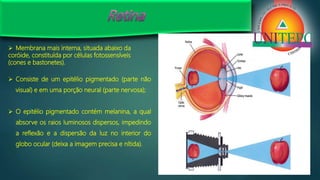  Membrana mais interna, situada abaixo da
coróide, constituída por células fotossensíveis
(cones e bastonetes).
 Consiste de um epitélio pigmentado (parte não
visual) e em uma porção neural (parte nervosa);
 O epitélio pigmentado contém melanina, a qual
absorve os raios luminosos dispersos, impedindo
a reflexão e a dispersão da luz no interior do
globo ocular (deixa a imagem precisa e nítida).
 