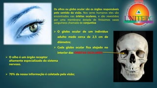 Os olhos ou globo ocular são os órgãos responsáveis
pelo sentido da visão. Nos seres humanos eles são
encontrados nas órbitas oculares, e são revestidos
por uma membrana dotada de finíssimos vasos
sanguíneos chamada de conjuntiva
 O olho é um órgão receptor
altamente especializado do sistema
nervoso.
 O globo ocular de um indivíduo
adulto mede cerca de 2,5 cm de
diâmetro;
 Cada globo ocular fica alojado no
interior das ÓRBITAS OCULARES;
 70% da nossa informação é coletada pela visão;
 