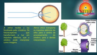 A retina recebe a luz
focalizada pelo cristalino. Os
fotoreceptores que
transformam a luz em
impulsos elétricos, que o
cérebro pode interpretar
como imagens.
Nervo ótico: transporta
os impulsos elétricos do
olho para o centro de
processamento do
cérebro, para a devida
interpretação.
 