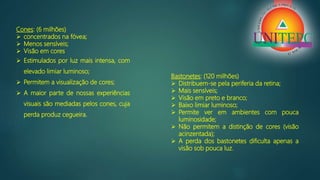 Cones: (6 milhões)
 concentrados na fóvea;
 Menos sensíveis;
 Visão em cores
 Estimulados por luz mais intensa, com
elevado limiar luminoso;
 Permitem a visualização de cores;
 A maior parte de nossas experiências
visuais são mediadas pelos cones, cuja
perda produz cegueira.
Bastonetes: (120 milhões)
 Distribuem-se pela periferia da retina;
 Mais sensíveis;
 Visão em preto e branco;
 Baixo limiar luminoso;
 Permite ver em ambientes com pouca
luminosidade;
 Não permitem a distinção de cores (visão
acinzentada);
 A perda dos bastonetes dificulta apenas a
visão sob pouca luz.
 