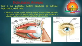 Estruturas Anexas
Para a sua proteção, existem estruturas de extrema
importância, sendo elas:
 Pálpebras: protege o globo ocular do excesso de luminosidade e entrada
de corpos estranhos (sujeira). Além disso, sempre que piscamos a
pálpebra espalha uma substância lubrificante sobre os olhos;
 