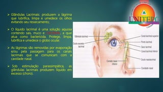  Glândulas Lacrimais: produzem a lágrima
que lubrifica, limpa e umedece os olhos
evitando seu ressecamento;
 O líquido lacrimal é uma solução aquosa
contendo sais, muco e LISOZIMA, a qual
atua como bactericida. Protege, limpa,
lubrifica e umedece o globo ocular.
 As lágrimas são removidas por evaporação
e/ou pela passagem para os canais
lacrimais que se comunicam com a
cavidade nasal.
 Sob estimulação parassimpática, as
glândulas lacrimais produzem líquido em
excesso (choro).
 