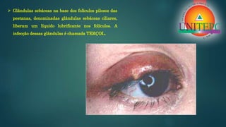  Glândulas sebáceas na base dos folículos pilosos das
pestanas, denominadas glândulas sebáceas ciliares,
liberam um líquido lubrificante nos folículos. A
infecção dessas glândulas é chamada TERÇOL.
 