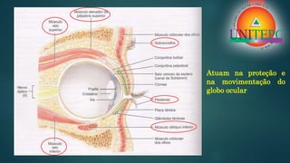 Atuam na proteção e
na movimentação do
globo ocular
 
