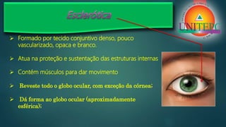  Formado por tecido conjuntivo denso, pouco
vascularizado, opaca e branco.
 Atua na proteção e sustentação das estruturas internas
 Contém músculos para dar movimento
 Reveste todo o globo ocular, com exceção da córnea;
 Dá forma ao globo ocular (aproximadamente
esférica);
 