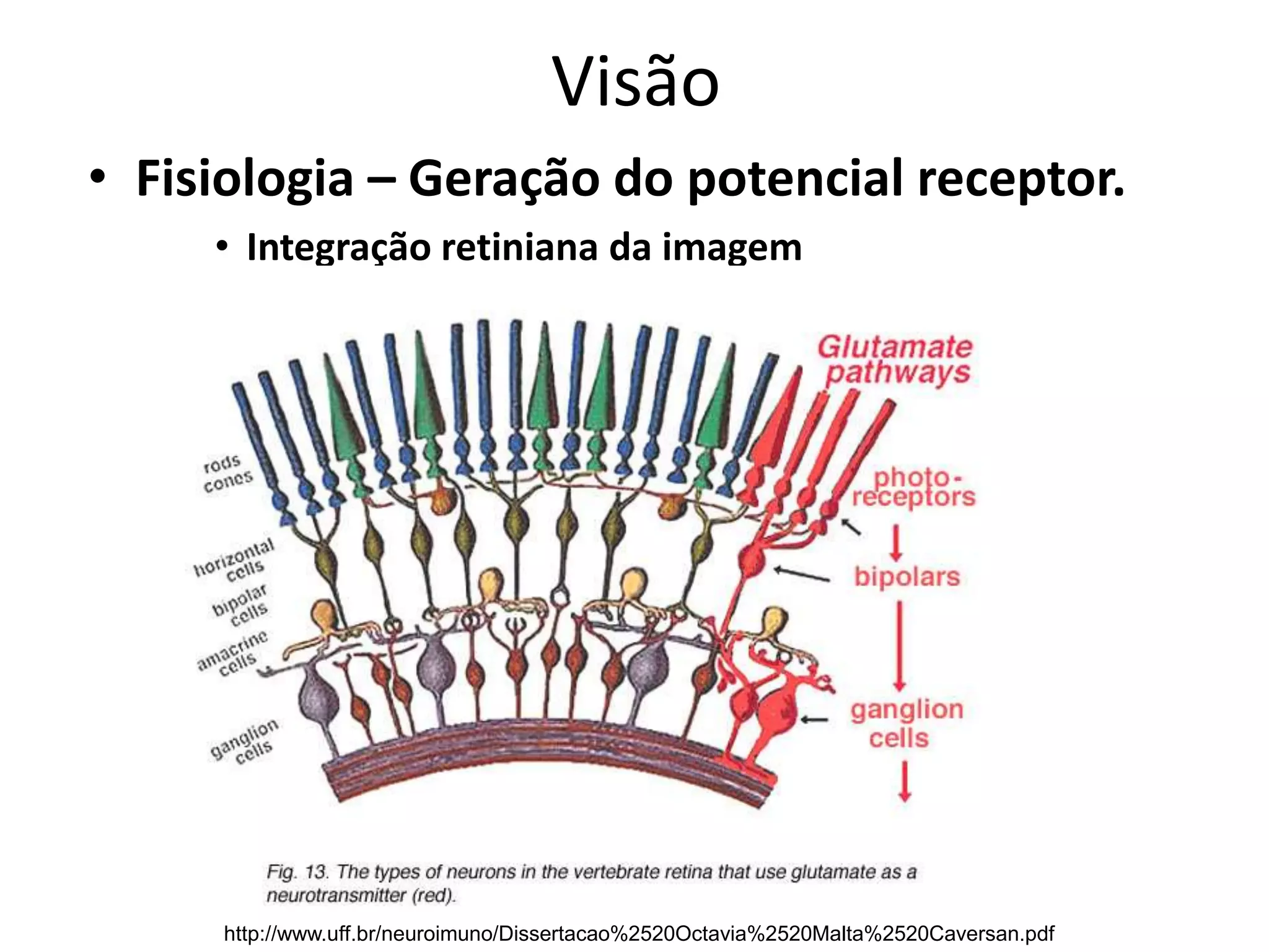 Visão
• Fisiologia – Geração do potencial receptor.
• Integração retiniana da imagem
http://www.uff.br/neuroimuno/Dissertacao%2520Octavia%2520Malta%2520Caversan.pdf
 