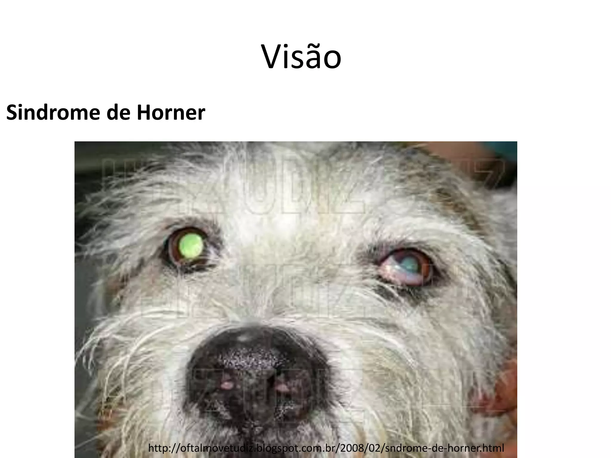 Visão
Sindrome de Horner
http://www.vetweb.com.br/newgaleria/gallery/fotos.php?IDAlbum=25
http://oftalmovetudiz.blogspot.com.br/2008/02/sndrome-de-horner.html
 