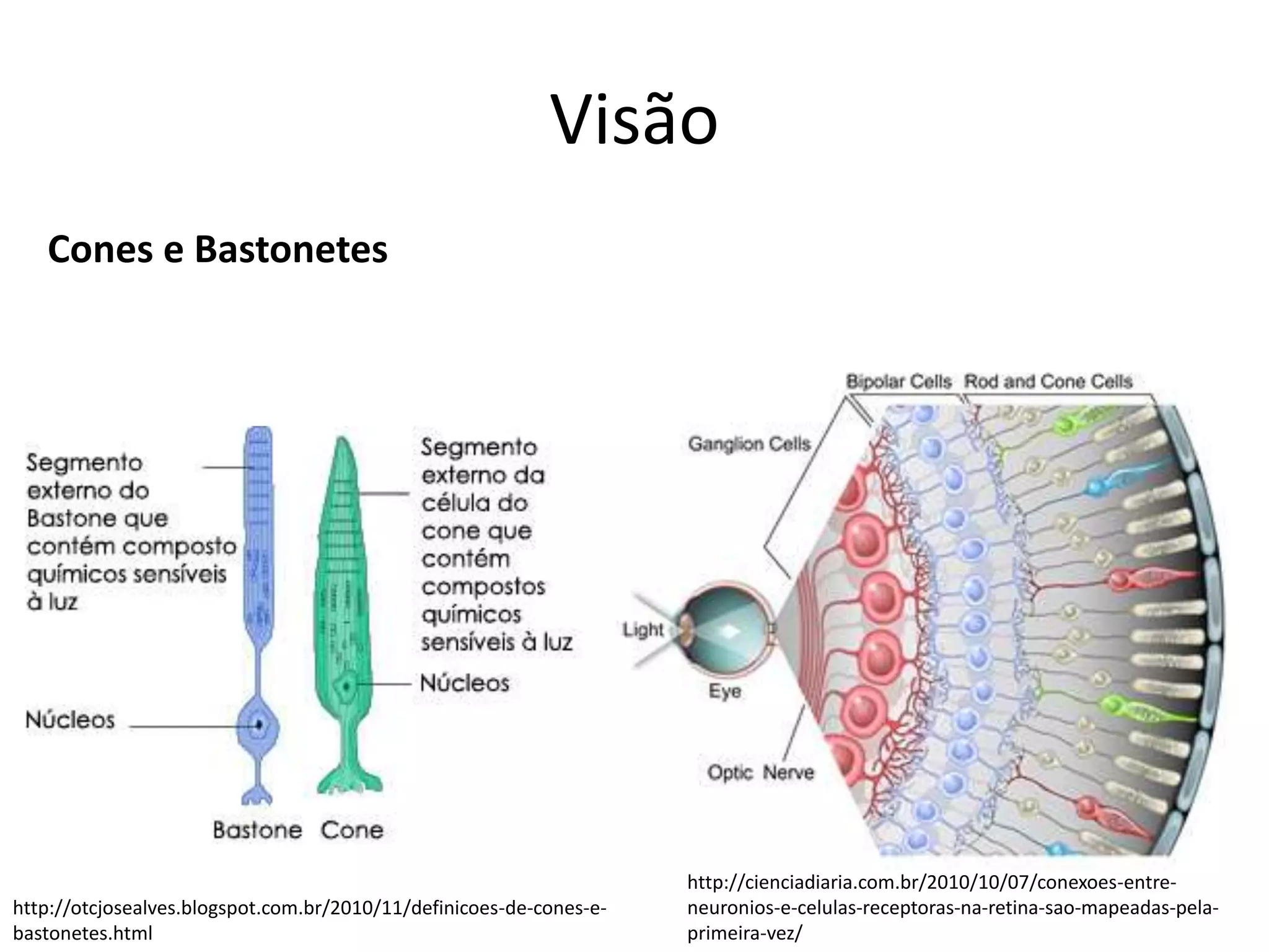 Visão
Cones e Bastonetes
http://cienciadiaria.com.br/2010/10/07/conexoes-entre-
neuronios-e-celulas-receptoras-na-retina-sao-mapeadas-pela-
primeira-vez/
http://otcjosealves.blogspot.com.br/2010/11/definicoes-de-cones-e-
bastonetes.html
 