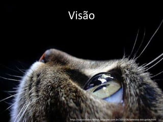 Visão
http://curiosidades-felinas.blogspot.com.br/2010/08/sentidos-dos-gatos.html
 
