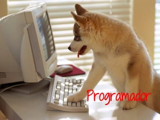 Programador
 