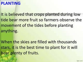 PLANTING
It is believed that crops planted during low
tide bear more fruit so farmers observe the
movement of the tides before planting
anything.
When the skies are filled with thousands
stars, it is the best time to plant for it will
bear plenty of fruits.
 