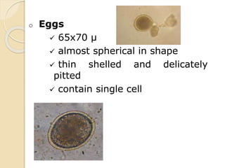 o Eggs
 65x70 µ
 almost spherical in shape
 thin shelled and delicately
pitted
 contain single cell
 