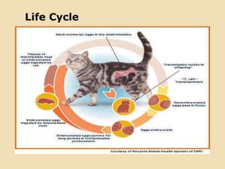 Life Cycle
 