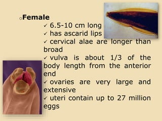 oFemale
 6.5-10 cm long
 has ascarid lips
 cervical alae are longer than
broad
 vulva is about 1/3 of the
body length from the anterior
end
 ovaries are very large and
extensive
 uteri contain up to 27 million
eggs
 