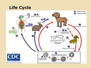 Life Cycle
 