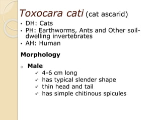 Toxocara cati (cat ascarid)
• DH: Cats
• PH: Earthworms, Ants and Other soil-
dwelling invertebrates
• AH: Human
Morphology
o Male
 4-6 cm long
 has typical slender shape
 thin head and tail
 has simple chitinous spicules
 